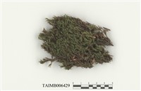 藏品(絨葉曲尾苔)的圖片